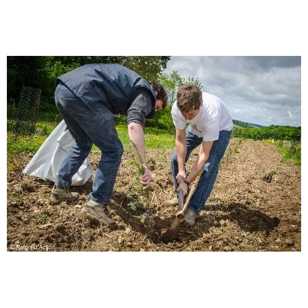 1 arbre planté avec Reforest'Action