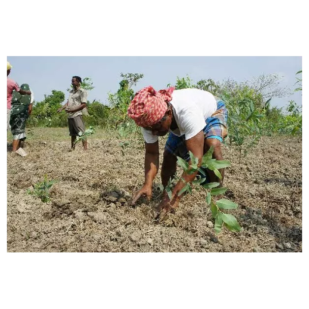 1 arbre planté avec Reforest'Action