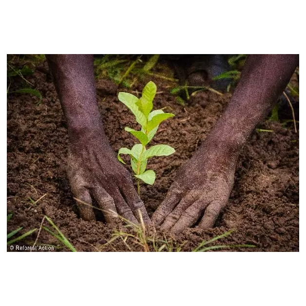 1 arbre planté avec Reforest'Action