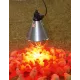 Lampe chauffante à ampoule infrarouge pour réchauffer les poussins