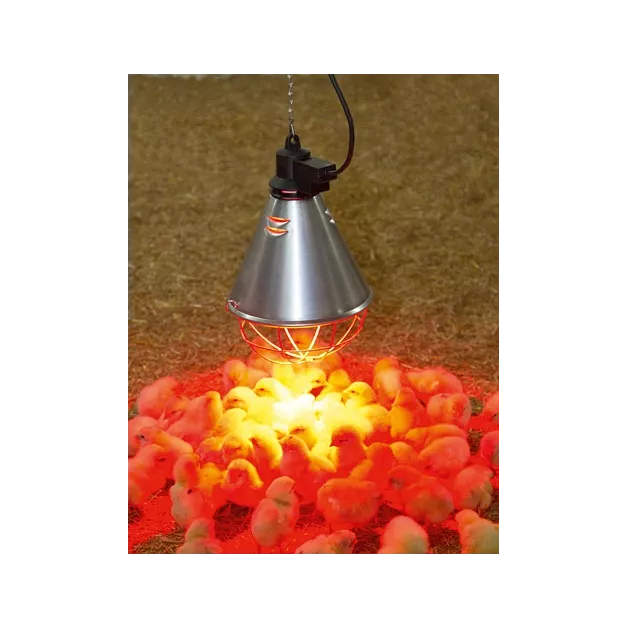 Lampe chauffante à ampoule infrarouge pour réchauffer les poussins