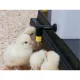 Abreuvoir avec pipette pour poussins