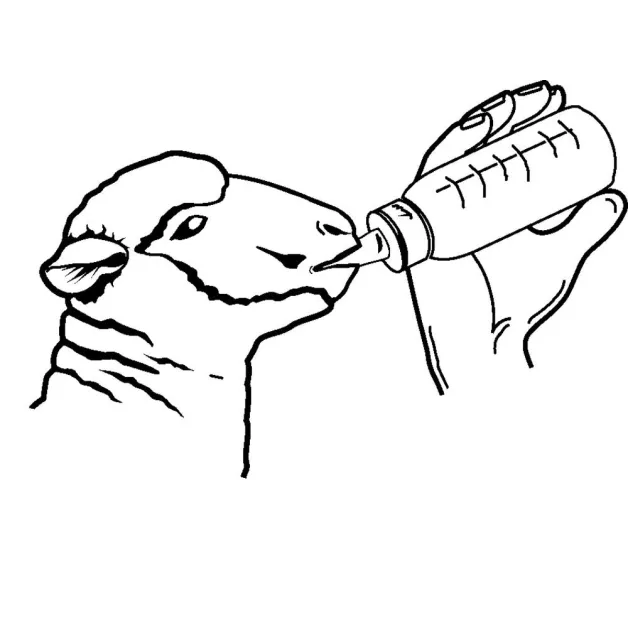 Biberon agneau avec valve anti-retour de 450 ml