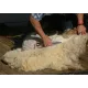 Force à tondre pour moutons