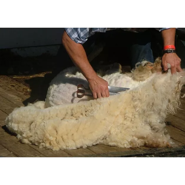 Force à tondre pour moutons