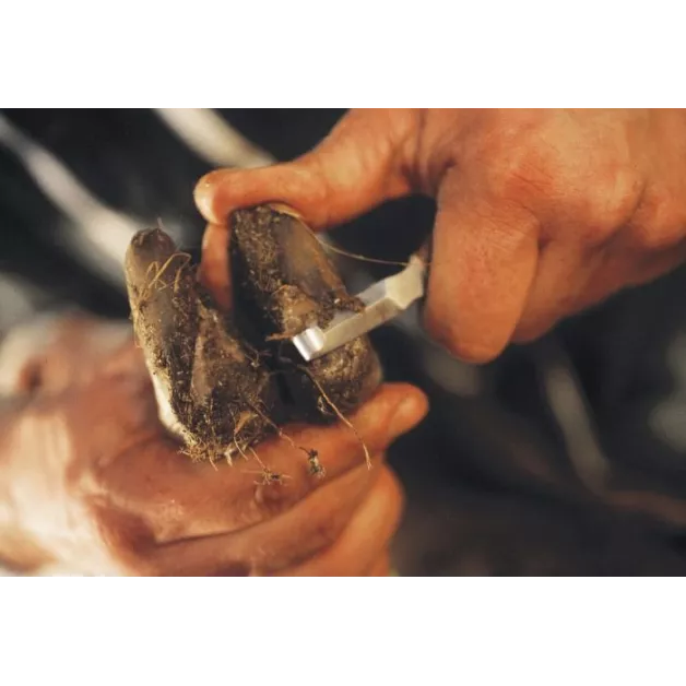 Renette double pour moutons