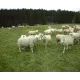 Spray de marquage pour ovins - 500 ml