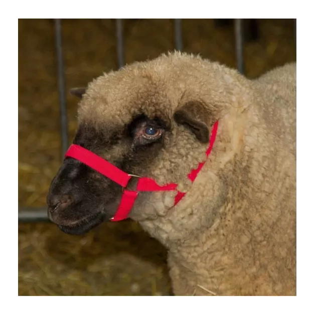 Licol pour mouton et alpaga