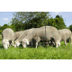 Filet ou pack électrique pour chèvre ou mouton