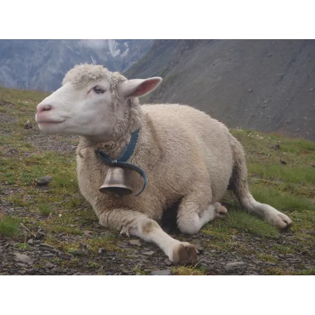 Cloche alpine en laiton pour moutons Cloche alpine en laiton pour moutons