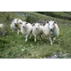 Cloche alpine en laiton pour moutons