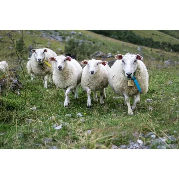 Cloche alpine en laiton pour moutons Cloche alpine en laiton pour moutons