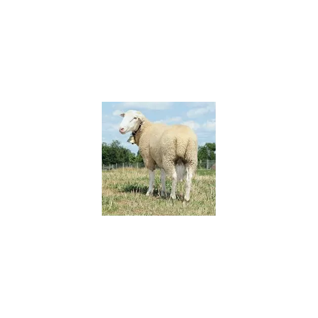 Cloche alpine en laiton pour moutons Cloche alpine en laiton pour moutons