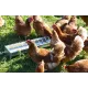 Mangeoires en acier galvanisé pour nourrir vos poules