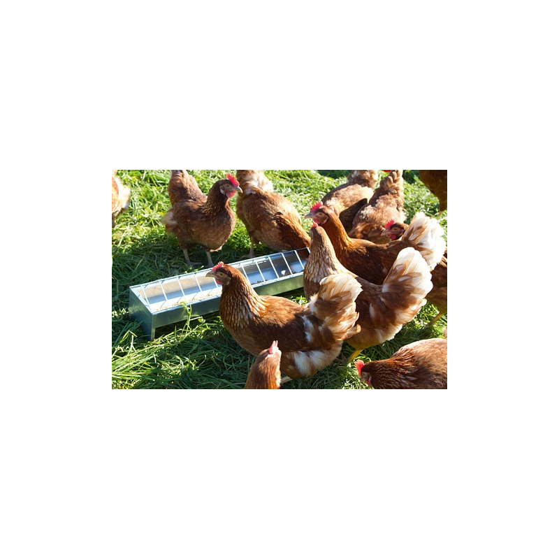 Mangeoires En Acier Galvanisé Pour Nourrir Les Poules