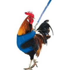Gilet et harnais pour poules