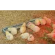 Mangeoires en acier galvanisé pour nourrir vos poules