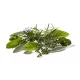 Vital Herbs : Easy breath