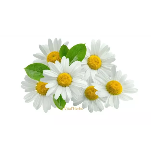 Vital Herbs : Nice & Calm / Nice & Calm Forte - anti-stress