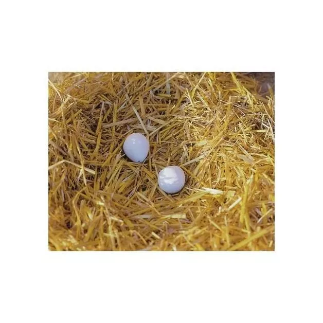 Faux œufs pour favoriser la ponte de vos poules