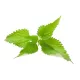 Vital Herbs : Drainage