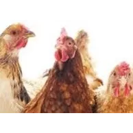 Les erreurs de débutants qui gâchent la vie des poules