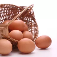 Bien stocker les œufs en prévision d'une couvée de poussins