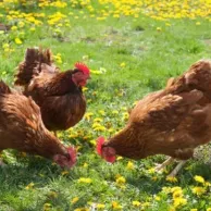 Deux poules dans un petit jardin, c’est possible ?