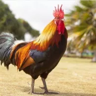 Introduire un coq à la basse-cour 