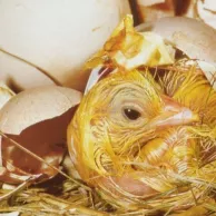 Acheter des œufs fécondés de poules de race : une bonne idée ?
