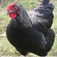 Des poules landaises contre les tiques !