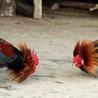 Comment gérer les conflits hiérarchiques au poulailler ?