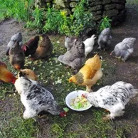 Faut-il forcément acheter une alimentation « spécial pondeuses » pour nourrir sa petite basse-cour ?