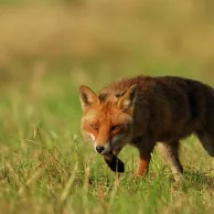 Protéger vos poules des renards !