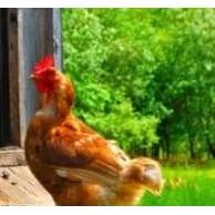 Comment choisir un poulailler idéal pour l’élevage de ses poules ?