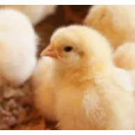 Pourquoi opter pour une couveuse artificielle pour l’élevage de vos poules ?