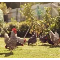 Posséder des poules : une solution écologique à adopter chez soi 