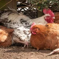 Comment bien gérer le poulailler en été ?