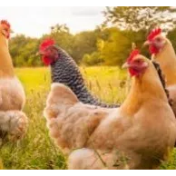 Quel est l’espace nécessaire d’un enclos pour le bien-être de ses poules ?