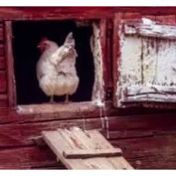 Avantages des portiers automatiques avec sonde lumineuse pour votre poulailler