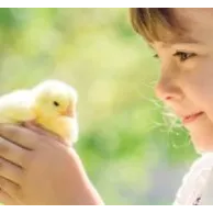 5 raisons d’adopter des poules chez soi en Belgique