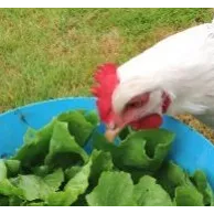 Posséder un poulailler est-il une solution pour recycler ses déchets organiques ?