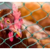 Les erreurs à éviter absolument lorsque l’on possède un élevage de poules