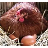 Comment bien démarrer son élevage de poules pondeuses ?