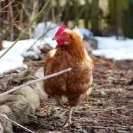 Les erreurs commises au poulailler par excès de zèle ou par négligence