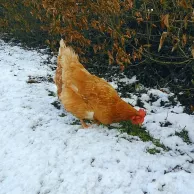 La santé des poules en hiver