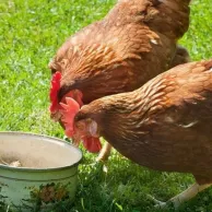Régaler ses poules avec du pain et du lait, une bonne idée ?
