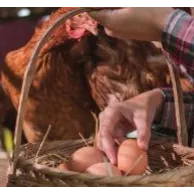 Différence entre la fin d’un cycle de ponte et la baisse de la ponte due à l’âge chez la poule