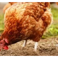 Parasites intestinaux de la poule : utiliser des vermifuges naturels et des compléments alimentaires