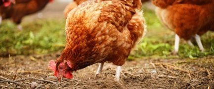 Comment faire un vermifuge naturel à vos poules ?